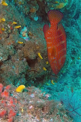 Cephalopholis miniata