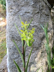 Epidendrum zipaquiranum