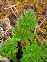Niphogeton dissecta