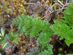 Niphogeton dissecta