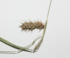 Carex baileyi