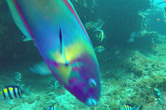 Thalassoma hebraicum