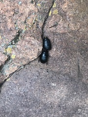 Histeridae