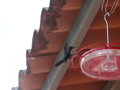 Anthracothorax prevostii