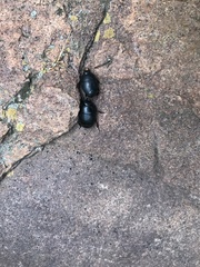 Histeridae