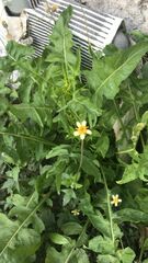 Tridax procumbens