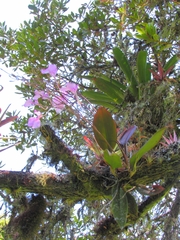 Comparettia macroplectron