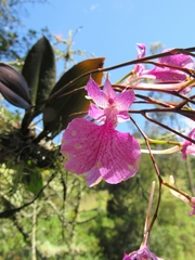 Comparettia macroplectron