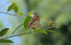 Charaxes candiope
