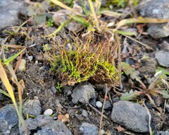 Tortula muralis aestiva