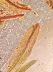 Tortula muralis aestiva