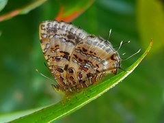 Catapaecilma major