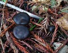 Melanoleuca melaleuca
