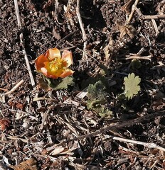 Modiolastrum malvifolium