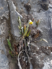 Lasiocephalus ovatus