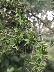 Melaleuca styphelioides