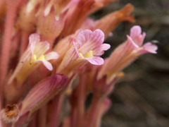 Aphyllon fasciculatum