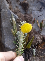 Lasiocephalus ovatus