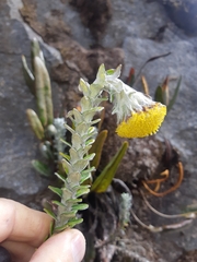 Lasiocephalus ovatus