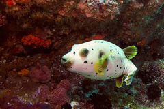 Arothron nigropunctatus