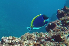 Acanthurus leucosternon