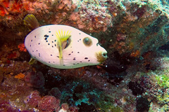 Arothron nigropunctatus