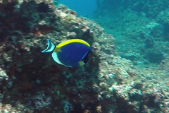 Acanthurus leucosternon