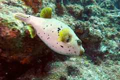 Arothron nigropunctatus