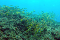 Mulloidichthys vanicolensis