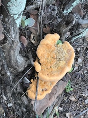Fungi