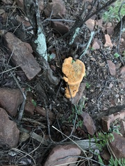 Fungi