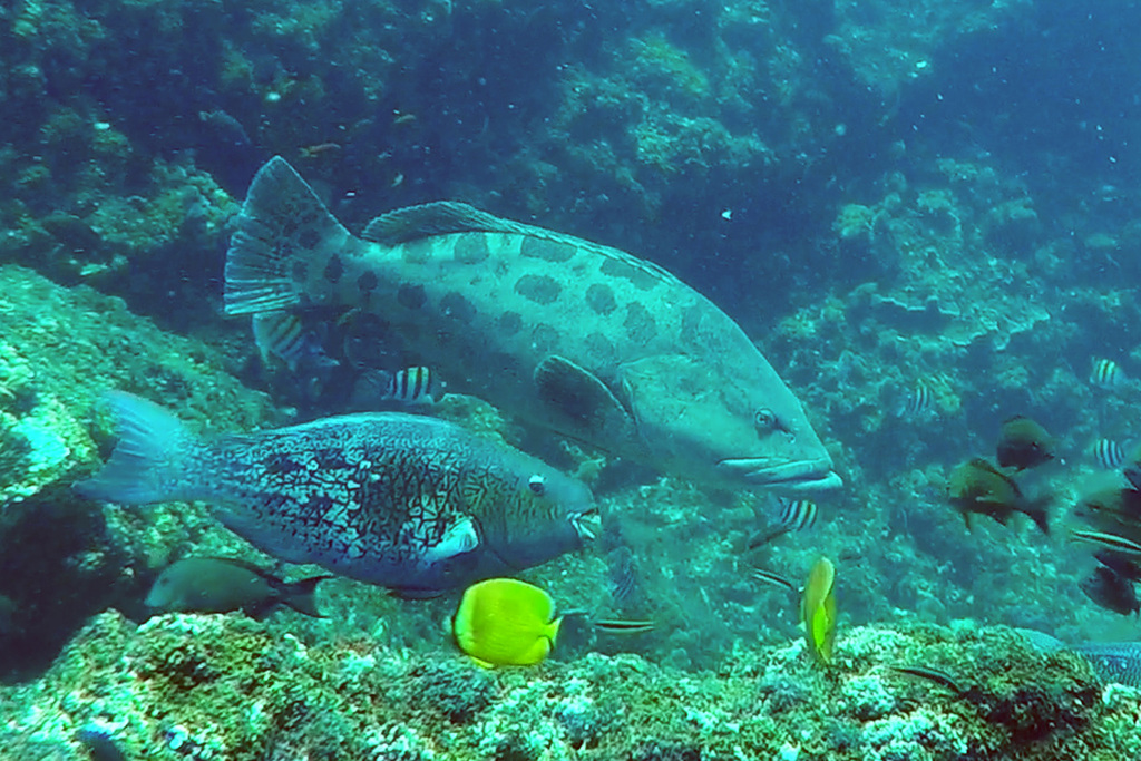 Potato cod swimming over a reef at Aliwal Shoal, South Africa, with other reef fish nearby