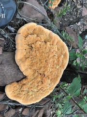 Fungi