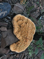Fungi