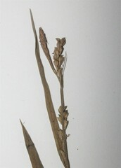 Carex leptonervia