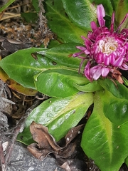 Hypochaeris sessiliflora