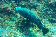 Epinephelus tukula