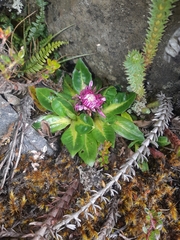 Hypochaeris sessiliflora