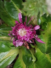 Hypochaeris sessiliflora