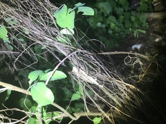 Rieppeleon kerstenii