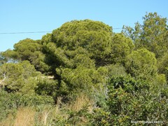 Pinus pinea