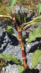 Persicaria senegalensis