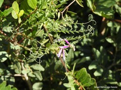 Vicia eriocarpa