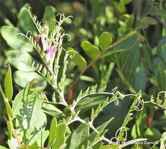 Vicia eriocarpa