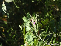 Vicia eriocarpa