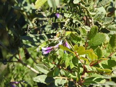 Vicia eriocarpa