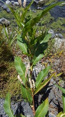 Persicaria senegalensis