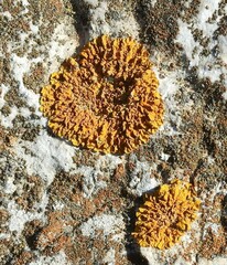 Xanthoria