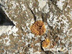 Xanthoria