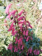 Penstemon roseus